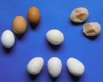 egg comparison