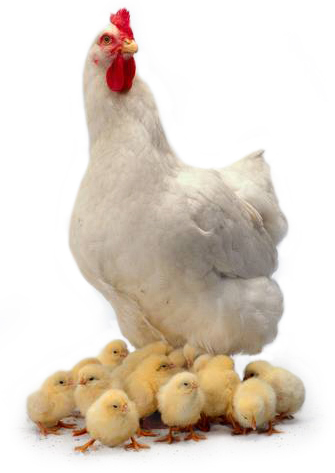 Hen with chicks