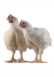 Broiler chickens