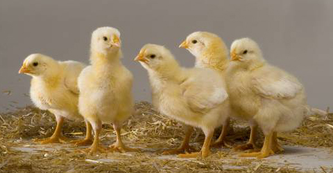 chicks