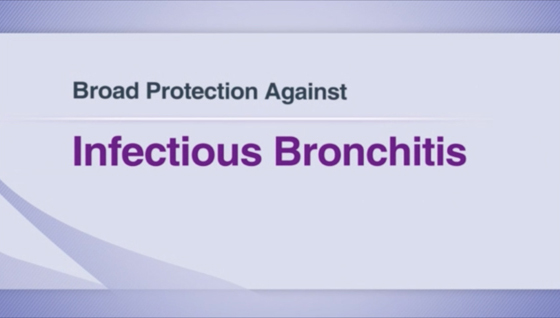 MSD Infectious Bronchitis Seminar Video.jpg