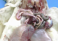 Post mortem examination - Fluid Filled Bronchitis