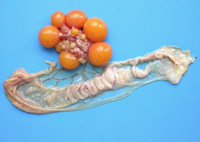 Post mortem examination - Oviduct Atrophic Sections