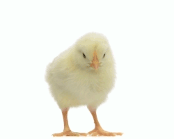 animated chick