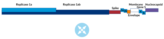 28kb genome